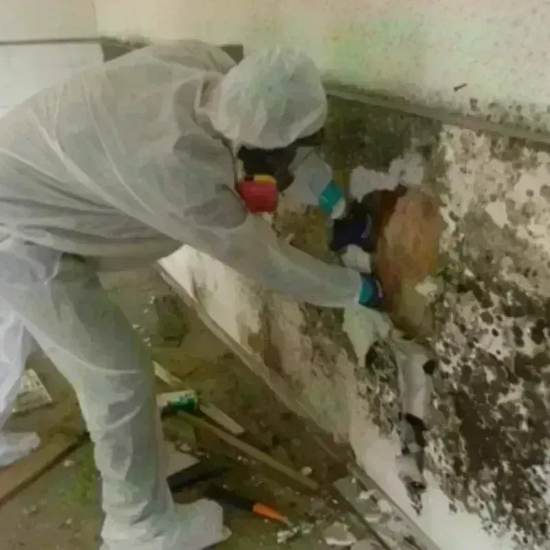 Mold Remediation and Removal in Van Wert, OH